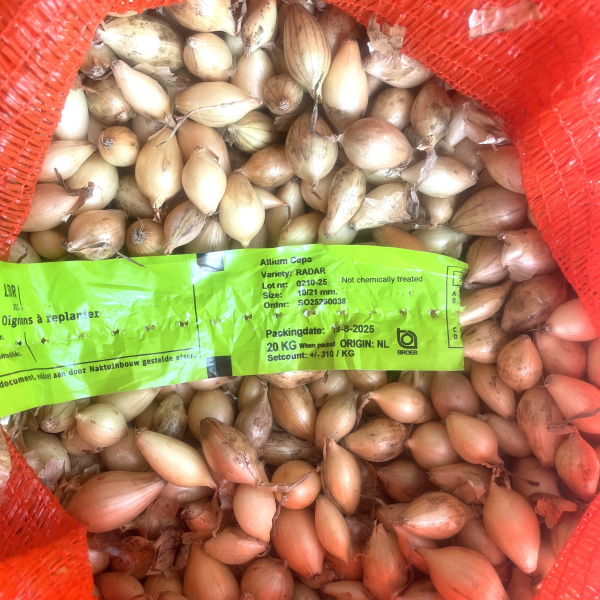 Радар 500 грам, Broer Нідерланди