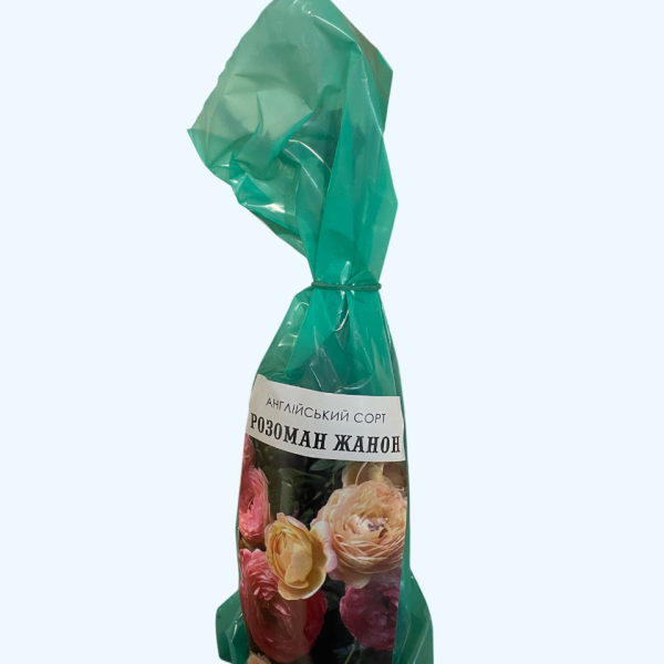Розоман Жанон троянда англійська