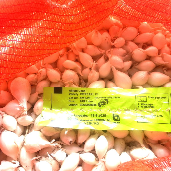 Айсперл 500 грам, Broer Нідерланди