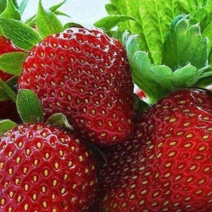 Брілла полуниця рання