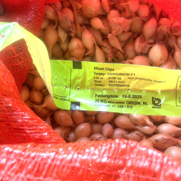 Центуріон 500 грам, Broer Нідерланди