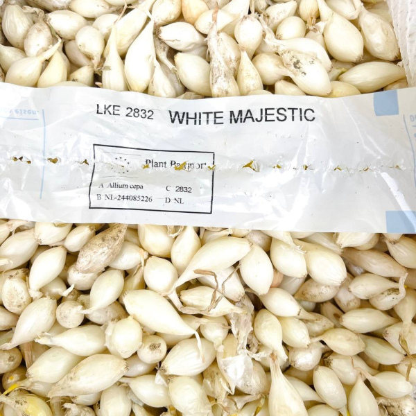 Вайт Маджестік / White Majestic саджанка