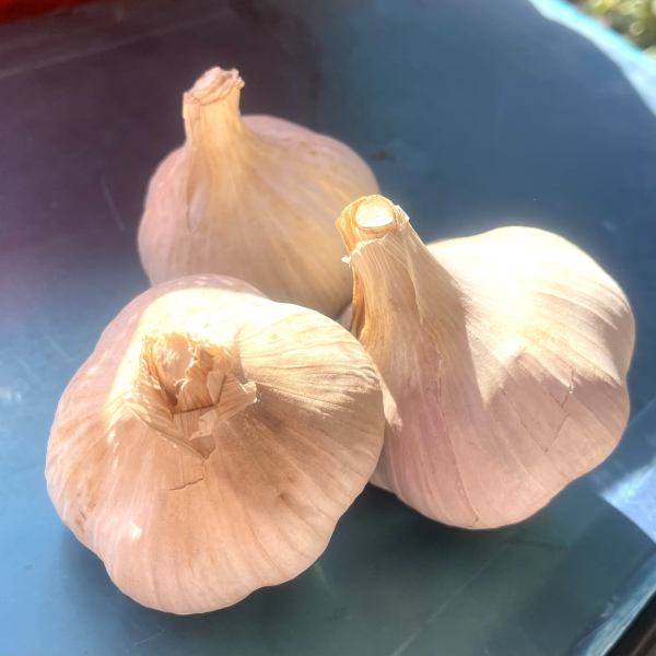 Часник озимий Любаша 500 грам