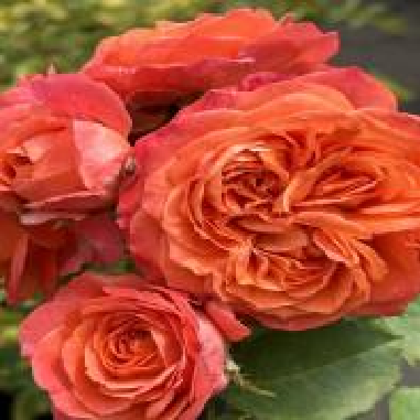 Емілієм де Гійо троянда англійська