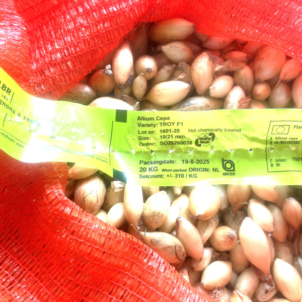 Трой 500 грам, Broer Нідерланди